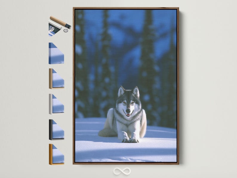 Grey wolf reclining on snow in a softly blurred winter forest