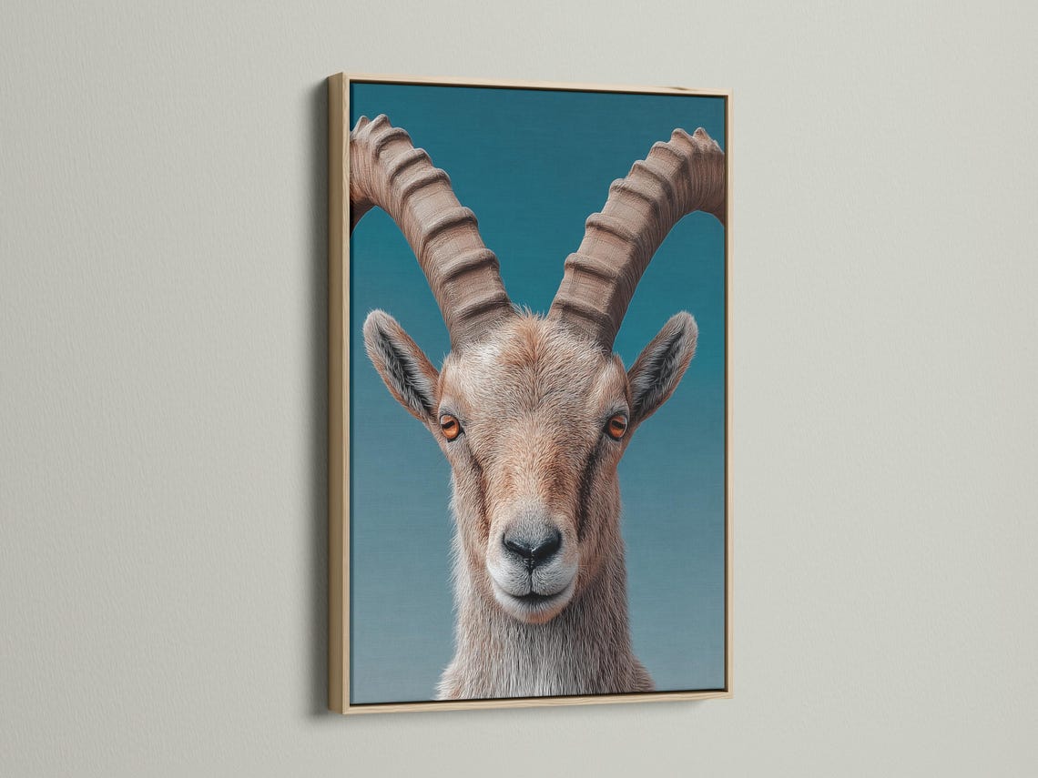 Portrait of an ibex with curved horns on a teal background detail view