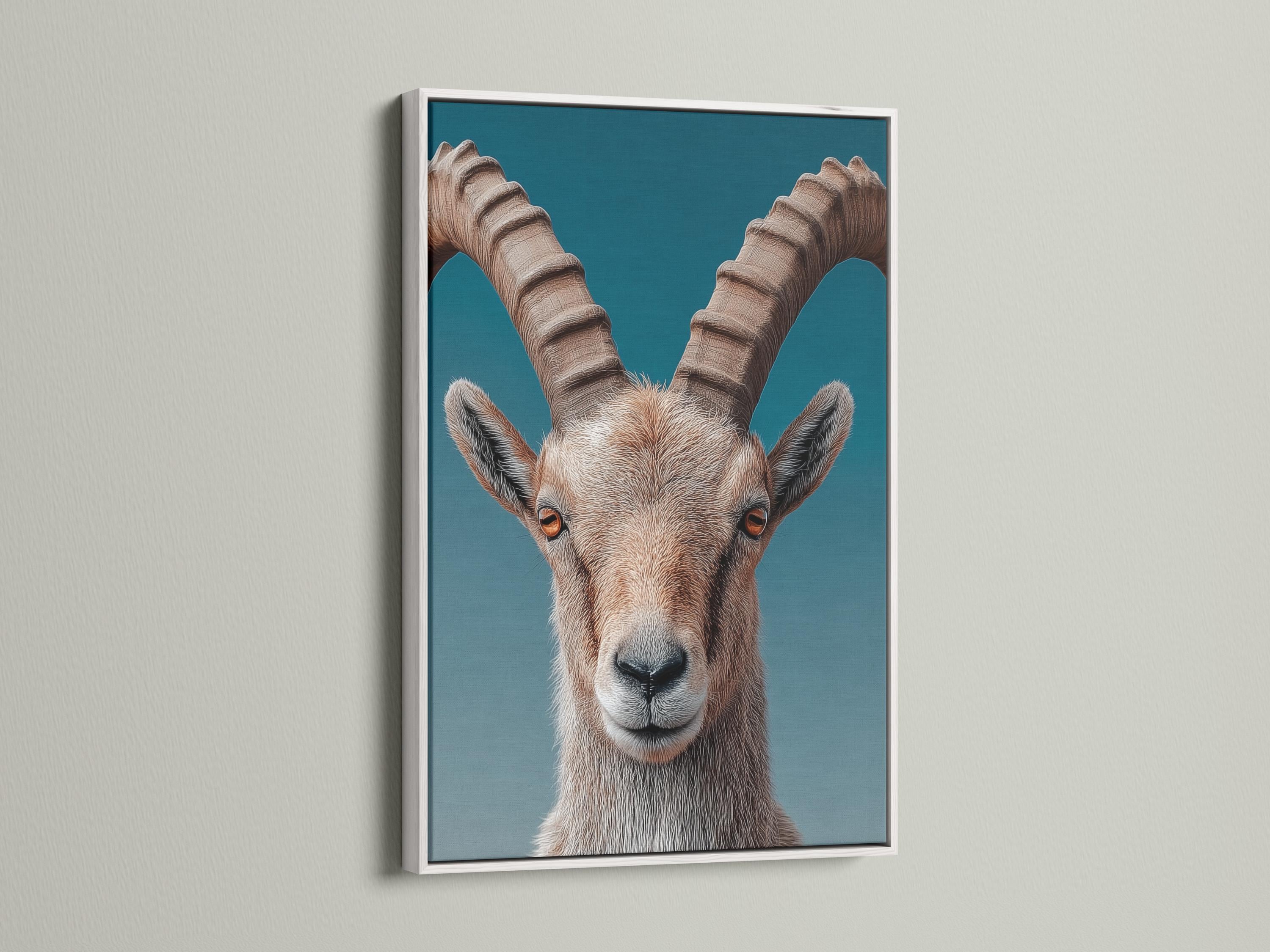 Portrait of an ibex with curved horns on a teal background detail view