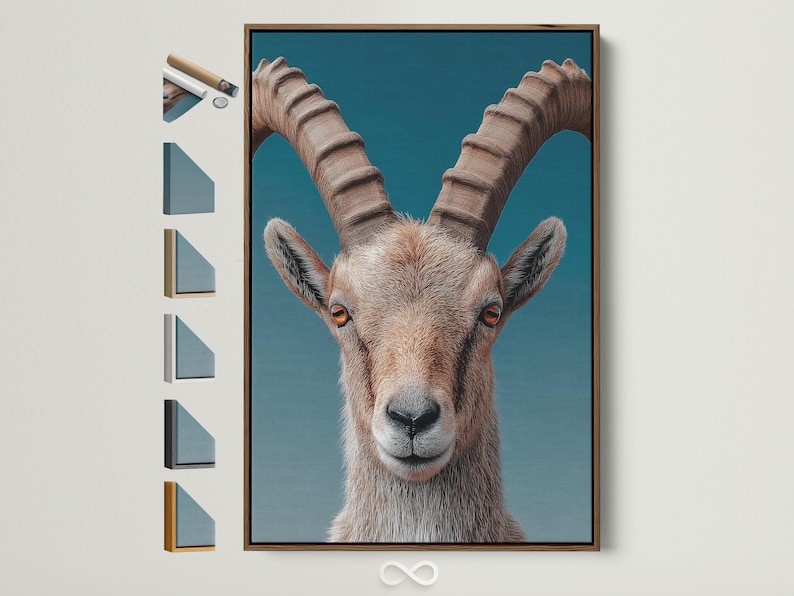 Portrait of an ibex with curved horns on a teal background