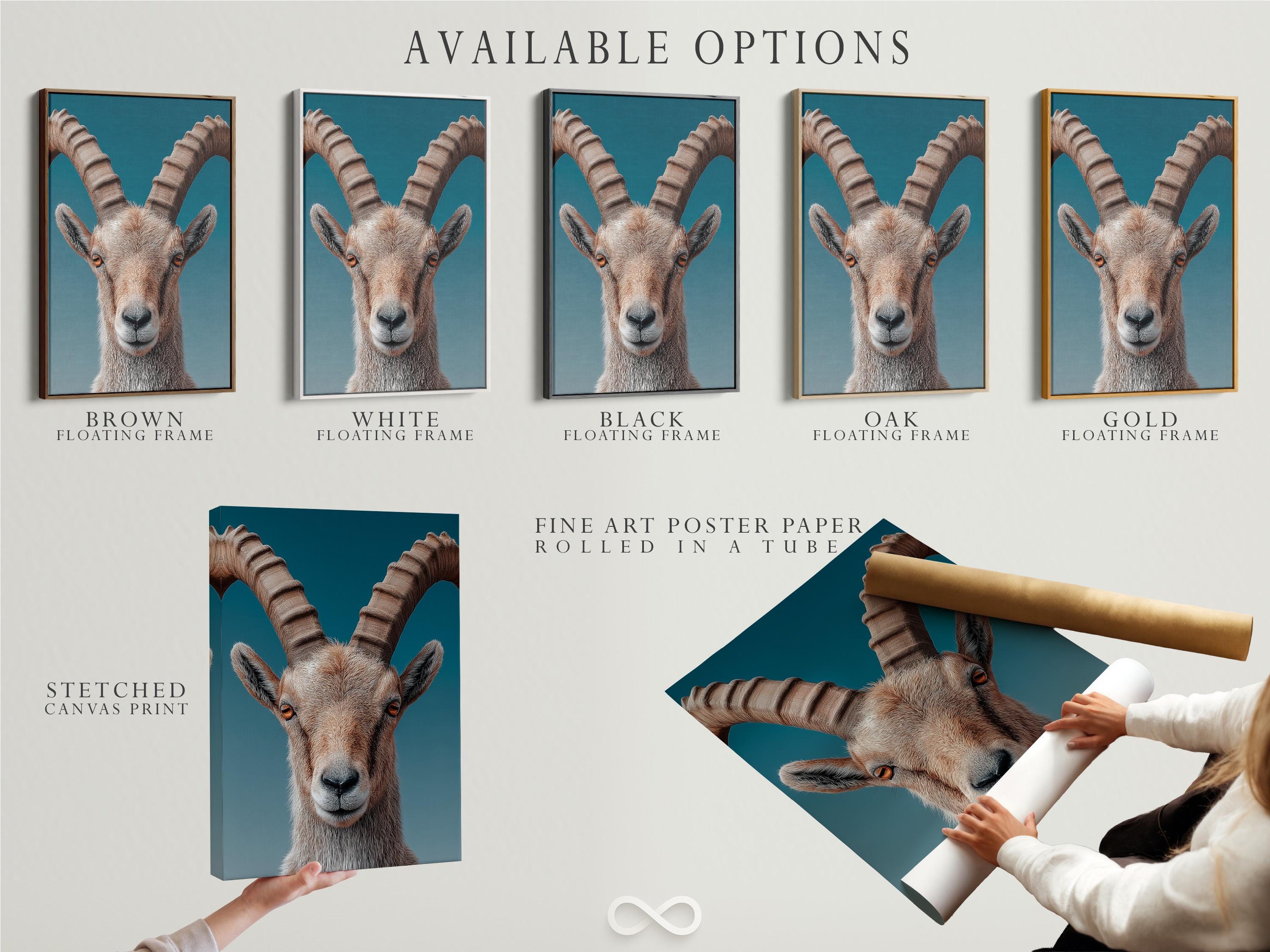 Portrait of an ibex with curved horns on a teal background detail view