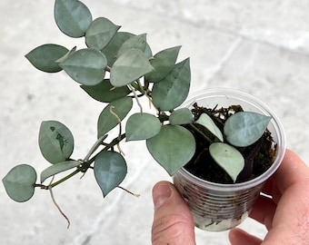 Hoya Lacunosa Silver Mint Coin | Live Plant | Rooted | Tropical Vine | Houseplant