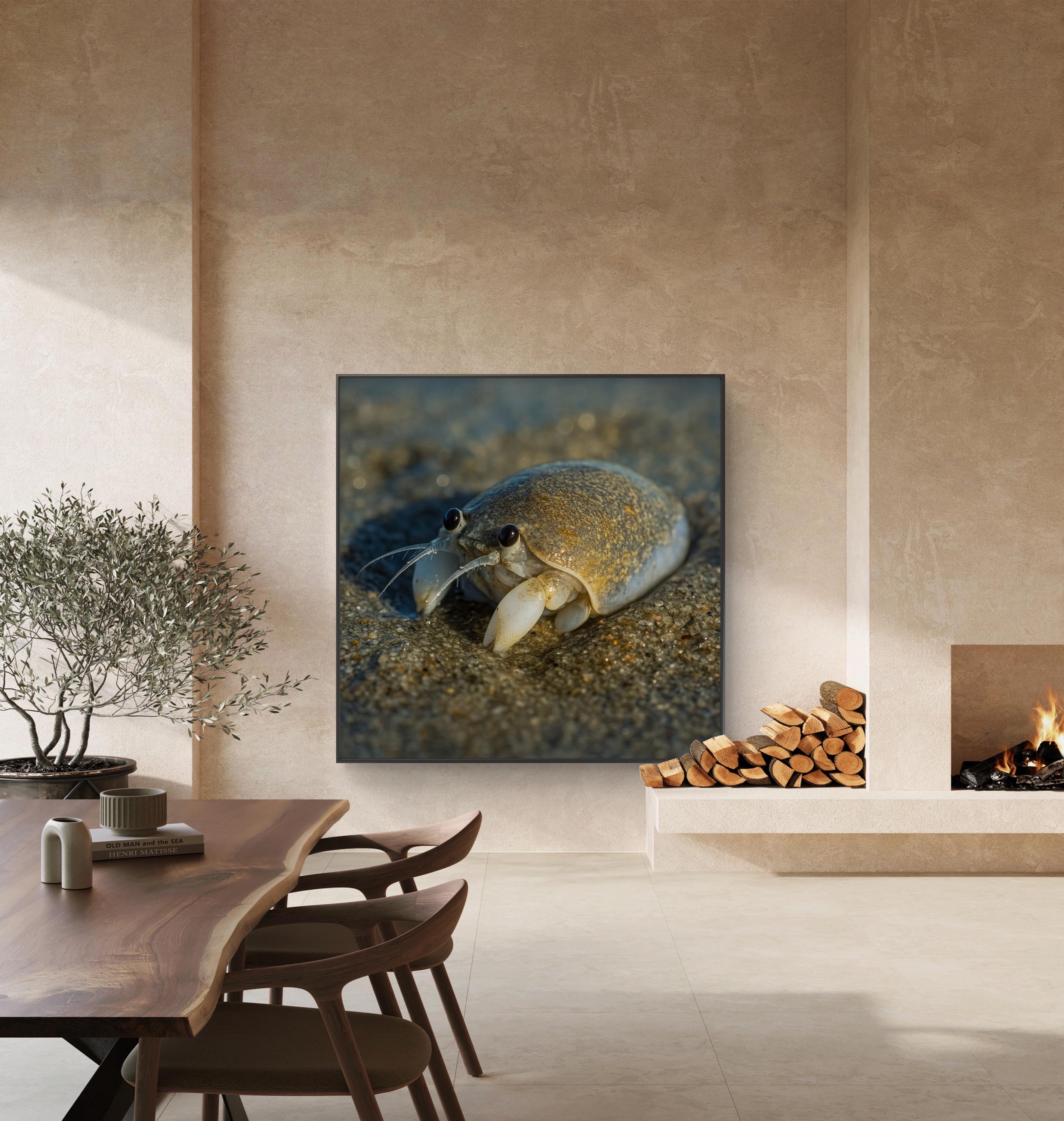 モグラガニのアートプリント：額装された沿岸海洋写真 - Etsy 日本