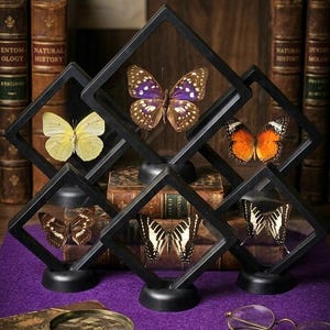 May include: Five square black floating display frames, each containing a preserved butterfly specimen. The butterflies feature various colors including yellow, purple, orange, brown, and black and white stripes. Each frame stands on a round base.