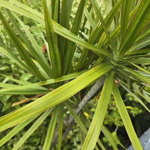 Albero del drago, Madagascar verde e rosso, Dracaena marginata Talee (4) 8&quot;-12&quot;