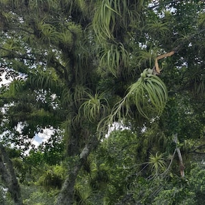 Tillandsia/Luchtplant/Gigantische Tillandsia Planten (20-30 cm)