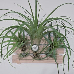 Tillandsia/Luchtplanten/Kleine Tillandsia Planten voor terrariums (Verpakking van 10)