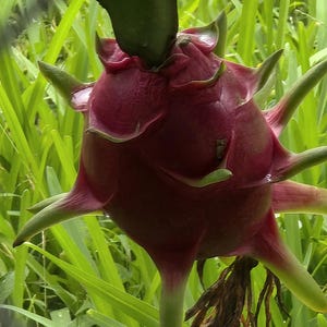 Dragon fruit american beauty - Etsy 日本