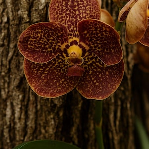 Red Spotted Vanda Orchid – Exotic Tropical Orchid – Live Plant – Easy to Grow – Vibrant Yellow & Burgundy Blooms – Rare Exotic Flower