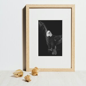 May include: Monochrome framed print featuring a bald eagle with outstretched wings against a black backdrop. The eagle's white head and tail feathers stand out against its dark plumage. The frame is made of light-coloured wood.