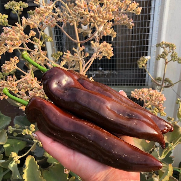 Chocoladepaprikapeper 30 zaden | Zoete milde chili | Erfstuk moestuin