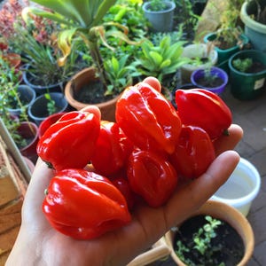Red Habanero Chilli 60 Seeds – Super Hot – Fruity Citrus Flavour – Heirloom Variety | Organicly Grown