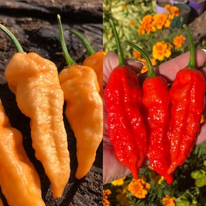 Può includere: L'immagine mostra due tipi di peperoncini. A sinistra, diversi peperoncini arancioni chiari con una consistenza irregolare. A destra, tre peperoncini rosso vivo con una superficie rugosa. Sono visibili steli verdi.