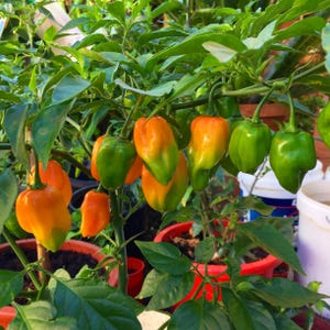 Orange Habanero Chilli 120 Seeds – Super Hot – Fruity Citrus Strong Flavour – Heirloom Variety