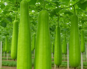 Bottle Gourd 20 Seeds – Calabash / Lauki / Opo – Heirloom Vegetable – Easy to Grow – 70 Days