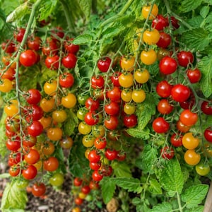 May include: Clusters of small, round cherry tomatoes hanging from green vines. The tomatoes are in various stages of ripening, displaying a mix of vibrant red, bright orange, and yellow colours. The plant features green leaves and stems.