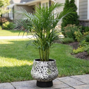 May include: An Areca palm in a decorative pot with a textured, speckled design. The pot sits on a black base. The plant has lush green fronds. The pot is outdoors on a stone patio, with a green lawn and house in the background.