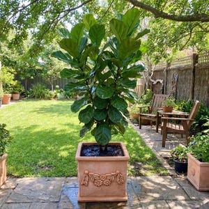 Large Square Terracotta Wheat-Ear Pot Multiple Size