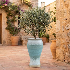 Op de afbeelding: Een hoge, turquoise keramische plantenbak met een textuurontwerp, met een kleine olijfboom. De plantenbak heeft een kleurenschema met een verloop, van wit aan de basis naar turquoise in het midden en wit aan de bovenkant. De olijfboom heeft groene bladeren en kleine olijven.