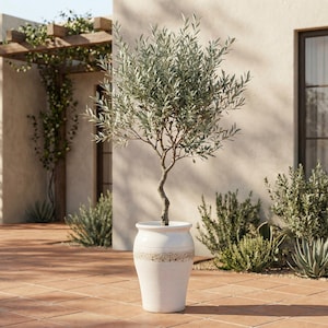 May include: An olive tree in a white ceramic pot with a textured design. The tree has a slender trunk and silvery-green leaves. The pot is on a terracotta tile patio, with a building and pergola in the background.