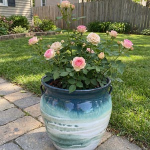 May include: A ceramic planter with a blue and white glazed finish, filled with a rose bush. The roses are a mix of pink and cream colors, with green leaves. The planter has two handles and sits on a brick patio.