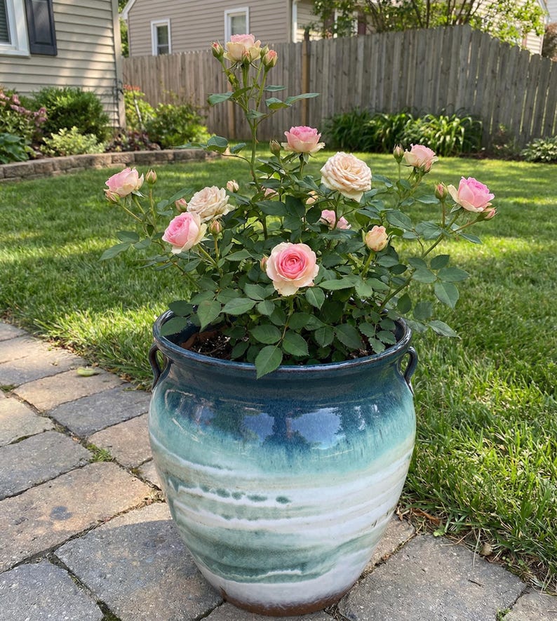 May include: A ceramic planter with a blue and white glazed finish, filled with a rose bush. The roses are a mix of pink and cream colors, with green leaves. The planter has two handles and sits on a brick patio.
