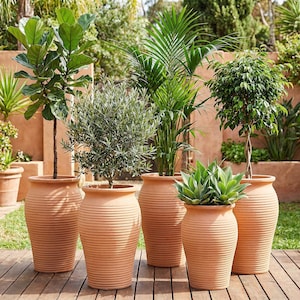 May include: Several terracotta-coloured, ribbed planters of varying sizes, each holding different greenery. The plants include a fiddle-leaf fig, olive tree, palm, and other leafy plants. The planters are arranged on a wooden deck.