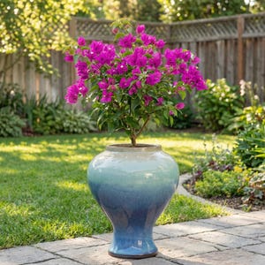 May include: A vibrant bougainvillea plant with bright magenta flowers in a large, blue and teal glazed ceramic pot. The pot has a wide, rounded shape and a flared base. The plant is outdoors on a stone patio.