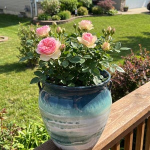 May include: A ceramic pot with a blue and white glaze holds a rose bush with pink and cream-colored blooms. The pot has two handles and sits on a wooden deck, with a green lawn and house in the background.