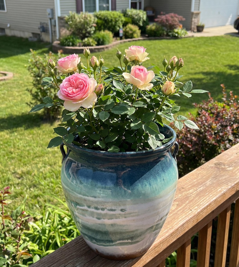 May include: A ceramic pot with a blue and white glaze holds a rose bush with pink and cream-colored blooms. The pot has two handles and sits on a wooden deck, with a green lawn and house in the background.