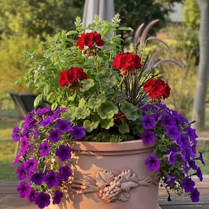 Könnte beinhalten: Ein terrakottafarbener Blumentopf, der mit leuchtenden Blüten überquillt. Rote Geranien und lila Petunien fallen über die Ränder. Der Topf hat ein Reliefdesign mit Weinreben. Die Anordnung befindet sich auf einer Holzoberfläche mit verschwommenem Hintergrund.