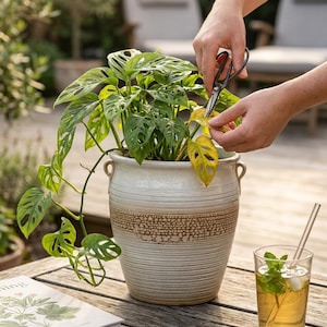 Puede incluir: Una planta de Monstera en maceta con hojas verdes y una maceta de cerámica decorativa. Una persona está recortando una hoja amarillenta con unas tijeras. Un vaso de té helado con menta y un libro están sobre la mesa de madera.