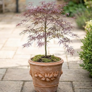 May include: A small Japanese maple tree with burgundy leaves in a terracotta pot. The pot has a decorative relief of leaves and berries. The tree is planted in moss and sits on a stone patio.