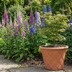 May include: A vibrant garden scene with a mix of flowers, including foxgloves in pinks, purples, and white, and blue delphiniums. A young Japanese maple tree sits in a terracotta-coloured pot with a diamond pattern.
