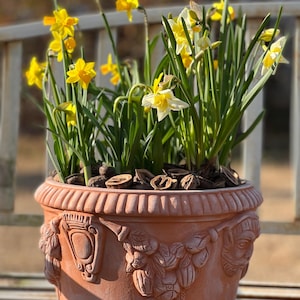 Op de afbeelding: Een terracotta-kleurige, decoratieve plantenbak gevuld met levendige gele narcissen en groen blad. De plantenbak heeft gedetailleerde reliëfs van gezichten en bloemmotieven. De pot is gevuld met aarde en walnootschillen.