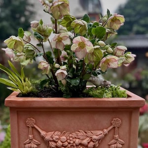 May include: A rectangular terracotta planter filled with hellebore flowers. The flowers are a mix of white, pink, and green. The planter has a decorative relief of flowers and leaves. The background is blurred, suggesting an outdoor setting.