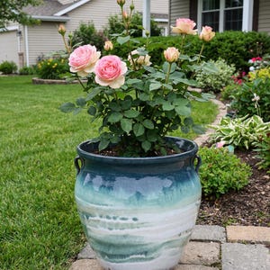 May include: A potted rose bush with pink and cream-colored blooms. The plant is in a large, blue and white glazed ceramic pot with handles. The pot is sitting on a brick walkway in front of a house.