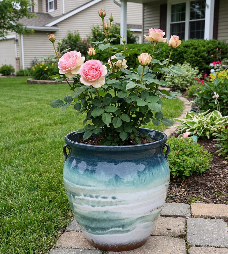 May include: A potted rose bush with pink and cream-colored blooms. The plant is in a large, blue and white glazed ceramic pot with handles. The pot is sitting on a brick walkway in front of a house.
