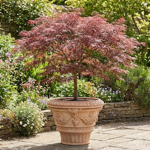 May include: A Japanese maple tree with deep red leaves in a large, ornate terracotta pot. The pot features relief carvings of grape vines and other decorative elements. The tree is set against a backdrop of lush greenery and a stone wall.