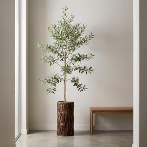 Op de afbeelding: Een olijfboom in een rustieke, cilindrische houten plantenbak. De boom heeft groene bladeren en kleine groene olijven. De plantenbak is gemaakt van donkerbruin hout. Op de achtergrond staat een eenvoudige houten bank.