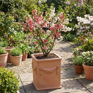 May include: A flowering quince tree in a square terracotta planter. The tree has pink and white blossoms and green leaves. The planter has decorative relief details and is set on a stone patio, surrounded by other potted plants.