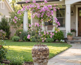 May include: A large, decorative outdoor planter filled with a bougainvillea plant. The plant has vibrant pink flowers and green leaves. The planter is a tall, textured pot with a brown and beige mottled design, placed on a stone walkway in front of a house.