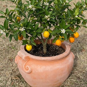 Peut inclure: Un petit agrume en pot de terre cuite. L'arbre a des feuilles vertes, des fleurs blanches et plusieurs petits fruits jaune-orange. Le pot est rond avec des poignées décoratives et repose sur un sol brun.