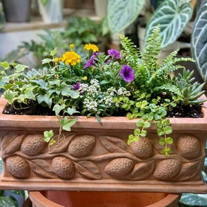 May include: A rectangular terracotta planter filled with a variety of colourful flowers and greenery. The planter features a detailed embossed design of acorns and leaves. The flowers include yellow, purple, and white blooms, with trailing ivy.