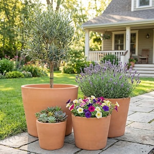 May include: Four terracotta pots of varying sizes, each filled with plants, sit on a stone path in a garden. The plants include a small olive tree, lavender, succulents, and colorful petunias. A house with a porch is in the background.