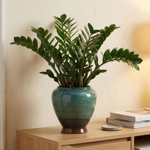 May include: A ZZ plant in a teal and brown ceramic vase. The vase has a glossy finish and sits on a wooden surface. The plant has dark green leaves and stems. A small, round, light green coaster and a stack of books are also on the wooden surface.