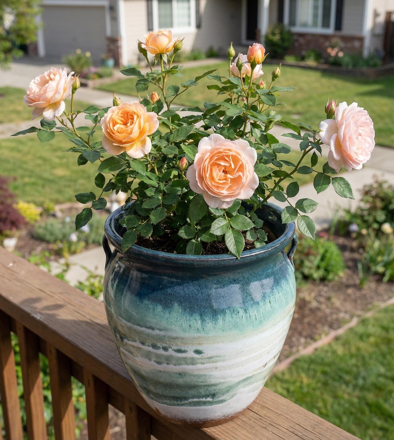 May include: A ceramic flower pot with a blue and white glaze holds a rose bush with peach-colored blooms. The pot sits on a wooden railing, with a house and garden in the background. The roses are in various stages of bloom.