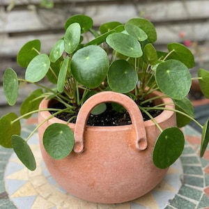 May include: A potted Pilea peperomioides plant with round, green leaves. The plant is in a terracotta-colored pot with a handle. The pot sits on a mosaic tile table. The plant is a popular houseplant.