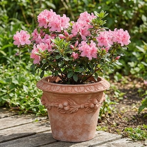 Könnte beinhalten: Ein Topf aus Terrakotta mit einer blühenden Azalee. Die Azalee hat leuchtend rosa Blüten und grünes Laub. Der Topf hat dekorative Reliefmuster und steht auf einer Holzoberfläche mit grünem Hintergrund.