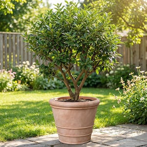 May include: A neatly shaped tree in a terracotta pot, with lush green foliage and a brown trunk. The pot sits on a paved area, with a green lawn and wooden fence in the background. The pot has a diameter of approximately 60 cm.